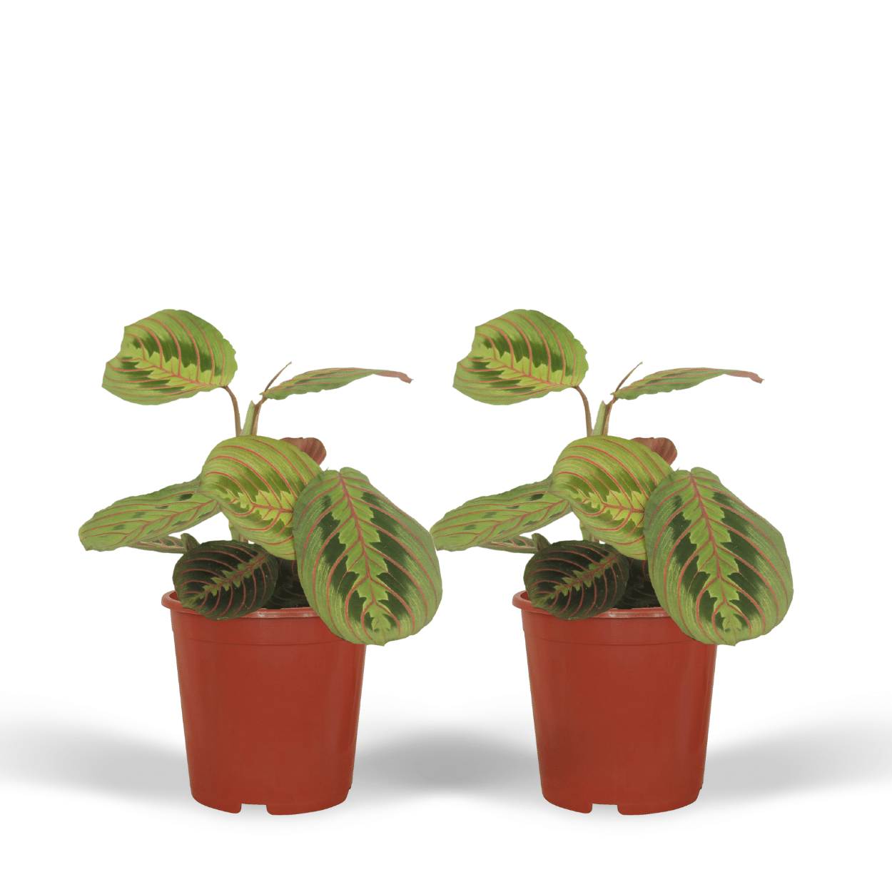 Maranta Fascinator (Gebetspflanze) – 2er Set Ø12cm