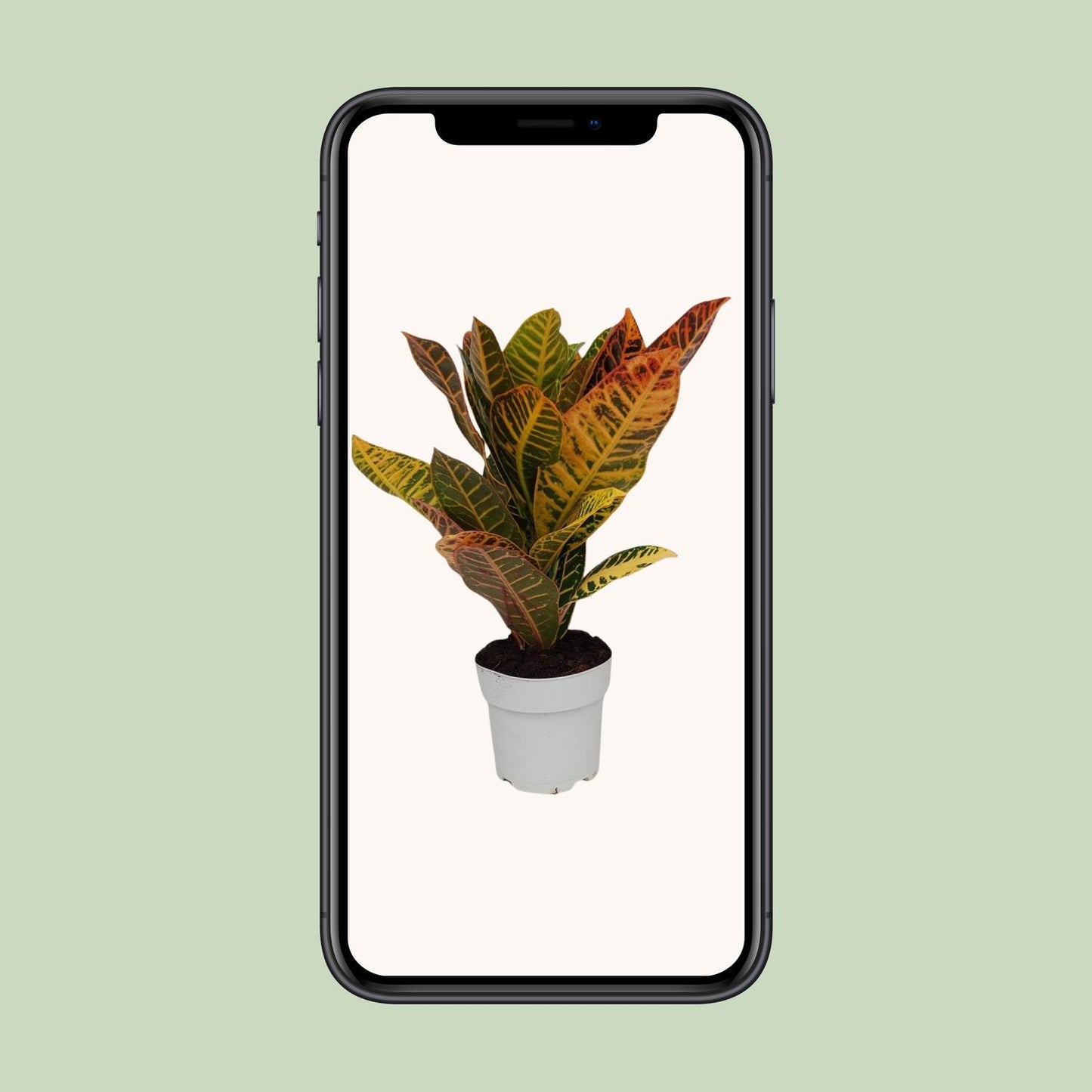 Codiaeum Petra – Bunte, pflegeleichte Zimmerpflanze Ø17cm