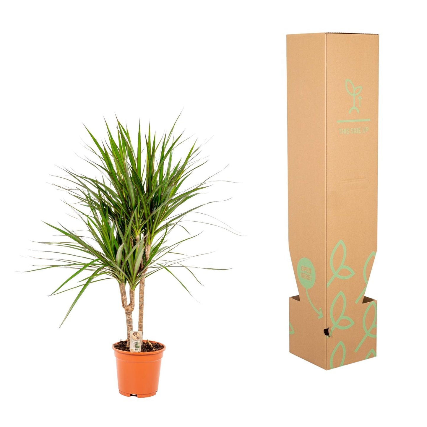 Dracaena Marginata – Pflegeleichter Drachenbaum Ø17cm, 90cm hoch