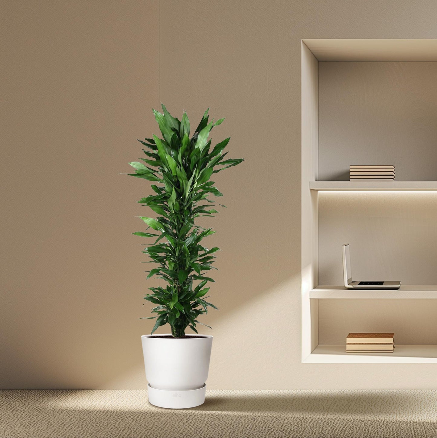 Dracaena Janet Lind vertakt – 170 cm – Ø34 cm