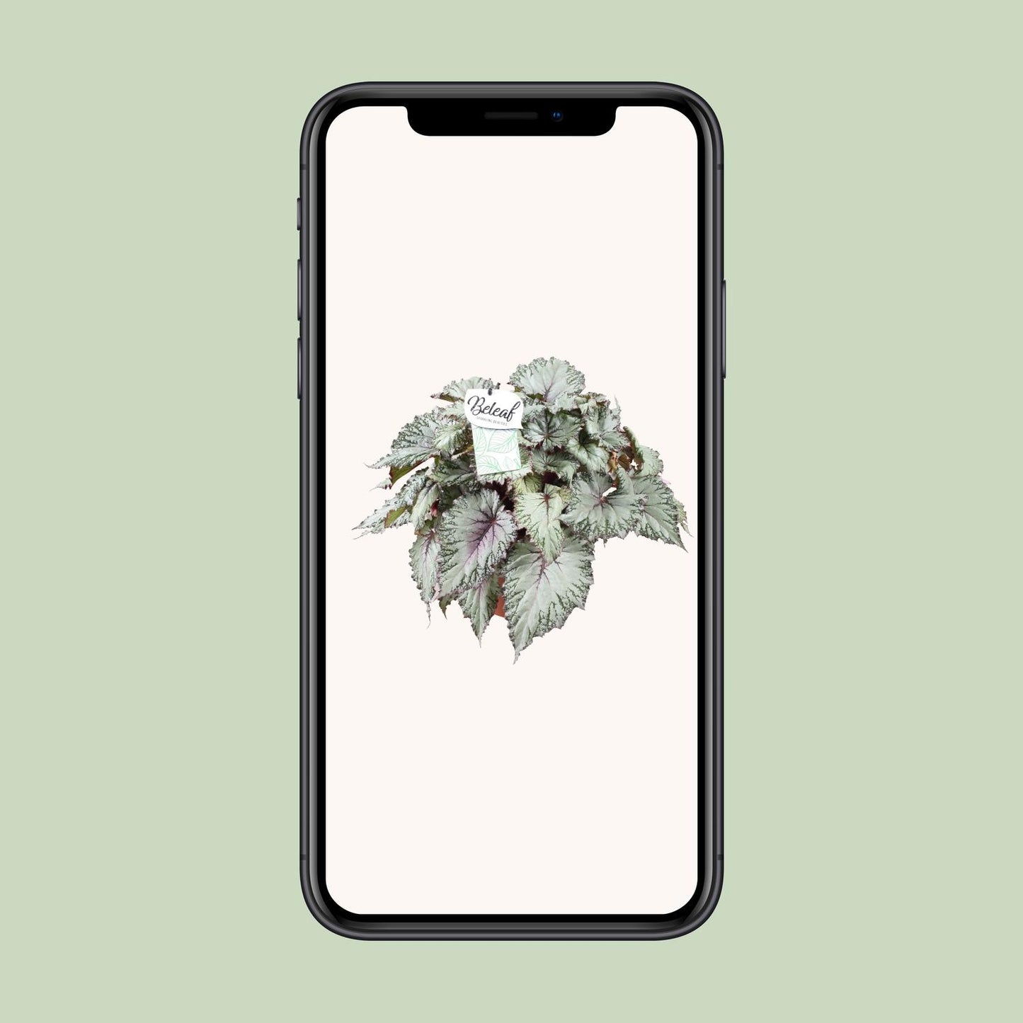 Begonia Beleaf Asian Tundra – Pflegeleichte Zimmerbegonie Ø17cm