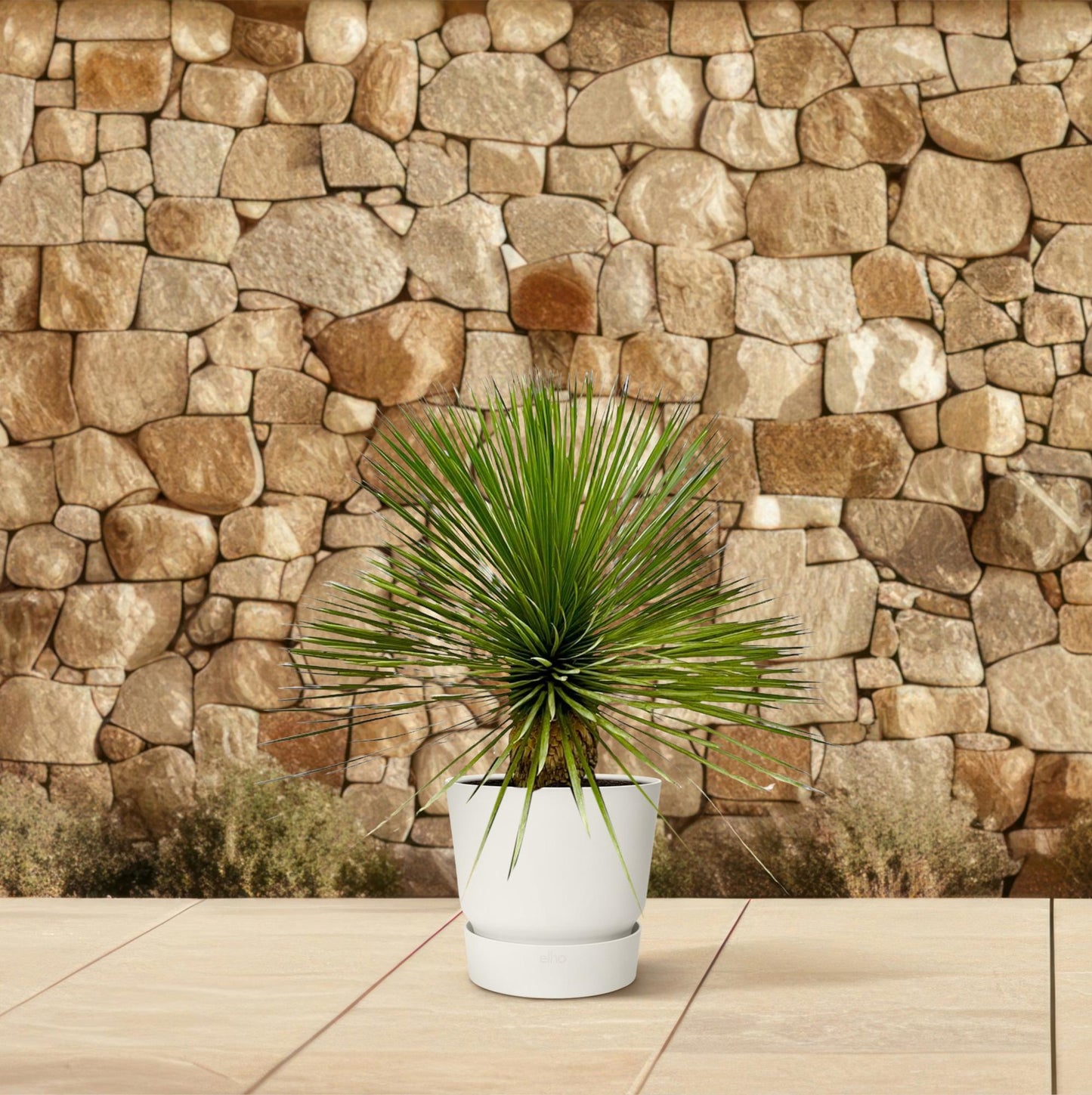 Yucca Rostrata op Stam – Pflegeleicht & Robust, 70 cm