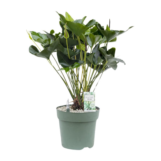 Anthurium Arrow – Pflegeleichte, luftreinigende Zimmerpflanze Ø30cm
