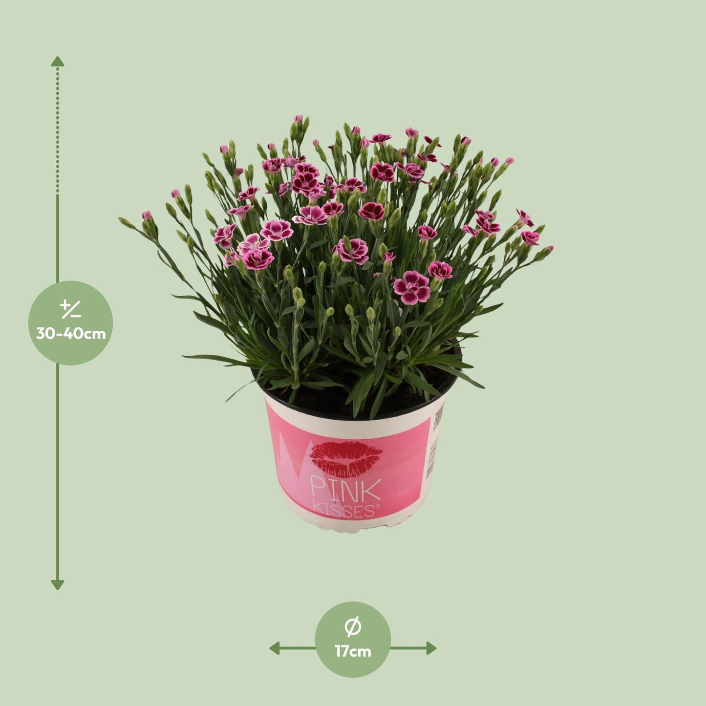 Nelke 'Pink Kisses' – Duftende pflegeleichte Zierpflanze Ø17cm