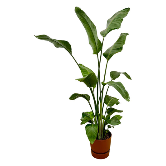 Strelitzia Nicolai mit elho Greenville Round braun - 170 cm