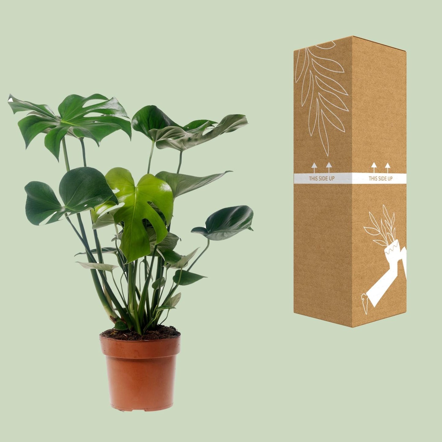 Monstera Deliciosa – Pflegeleichte Zimmerpflanze Ø17cm