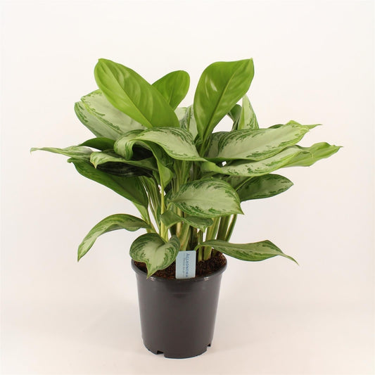 Aloe Vera – Pflegeleichte luftreinigende Sukkulente