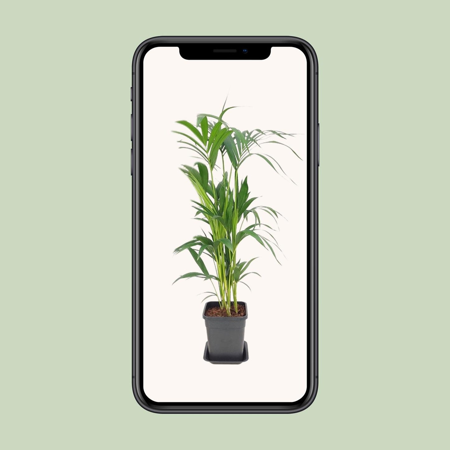 Howea Forsteriana – Pflegeleichte Zimmerpalme Ø21 cm