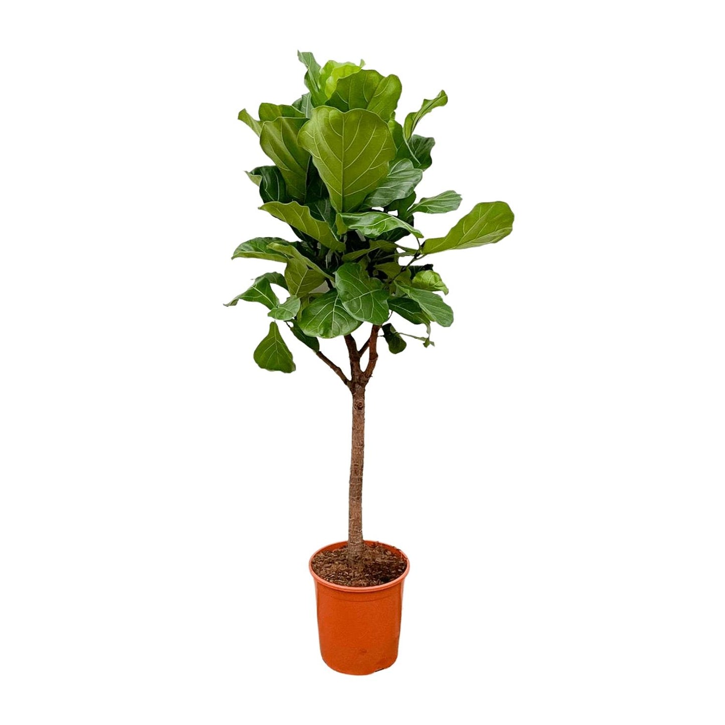 Ficus Lyrata (Geigenfeige) – 170 cm, Ø 30 cm, pflegeleicht
