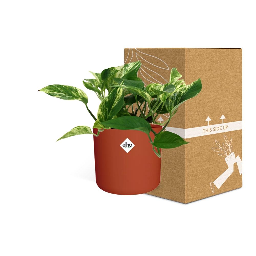 Scindapsus Marble Queen – Pflegeleichte Zimmerpflanze 14cm