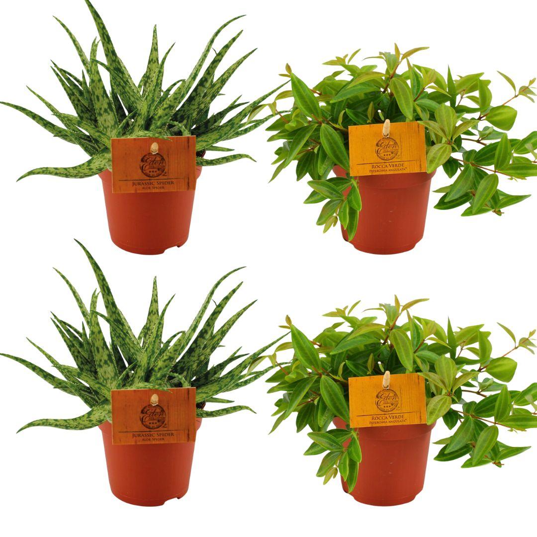 4er Set Aloe Spider & Peperomia Rocca Vivace Ø10,5cm – Pflegeleicht & Robust