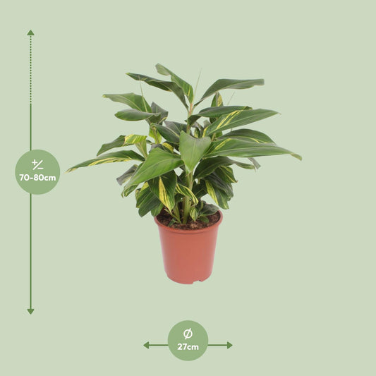 Alpinia Zerumbet Variegata – Pflegeleichte Trendpflanze Ø27cm