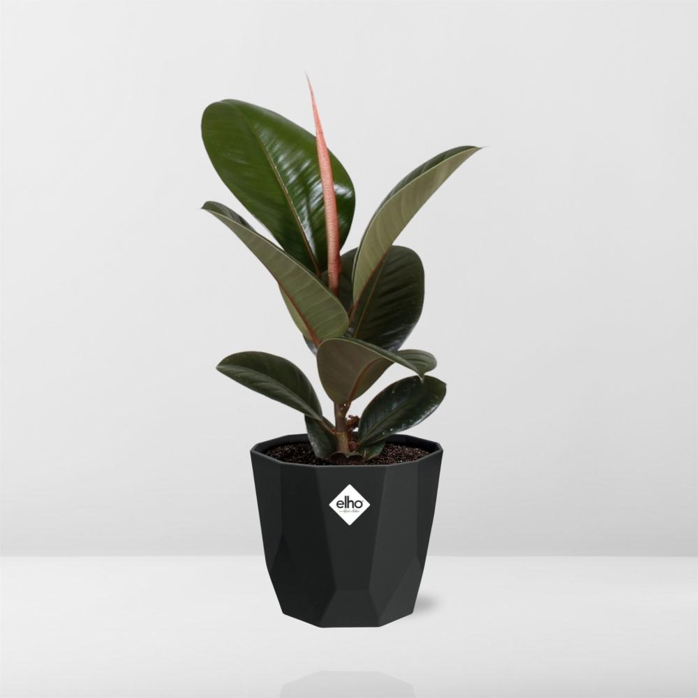 Ficus Elastica ‘Robusta’ – Pflegeleichte Zimmerpflanze 14cm