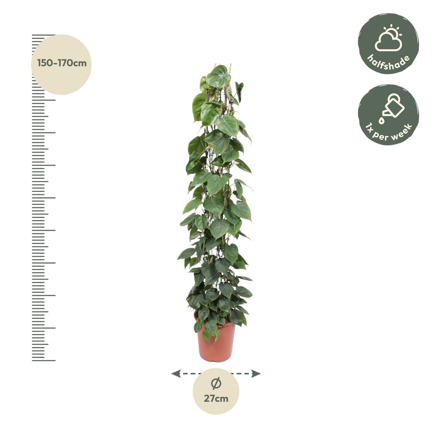 Philodendron Scandens Gaasrek – 160 cm, ø27 cm