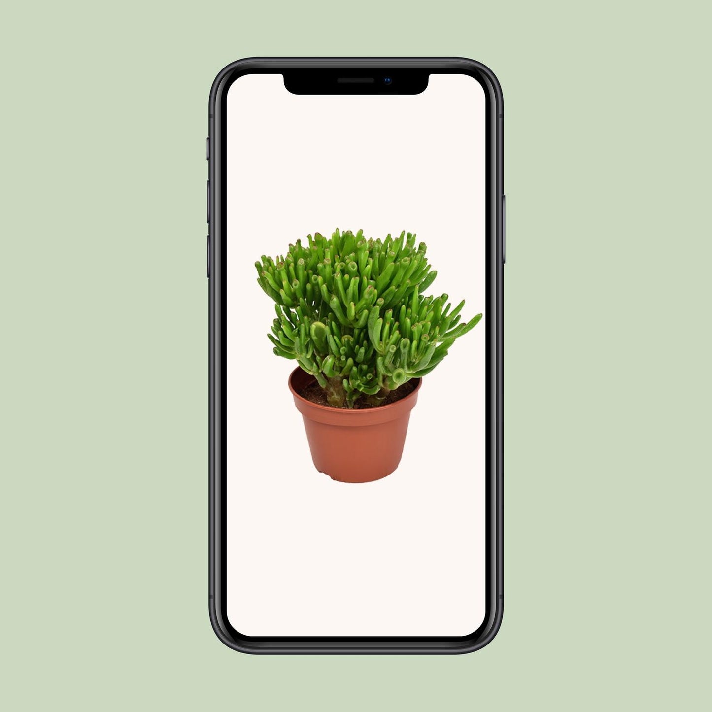 Crassula Hobbit – pflegeleichte Sukkulente Ø15cm