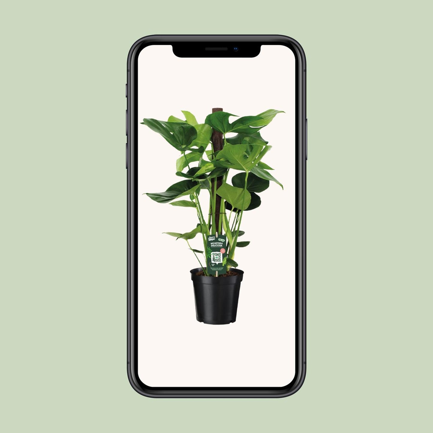 Monstera Deliciosa – Pflegeleichte Zimmerpflanze Ø19cm