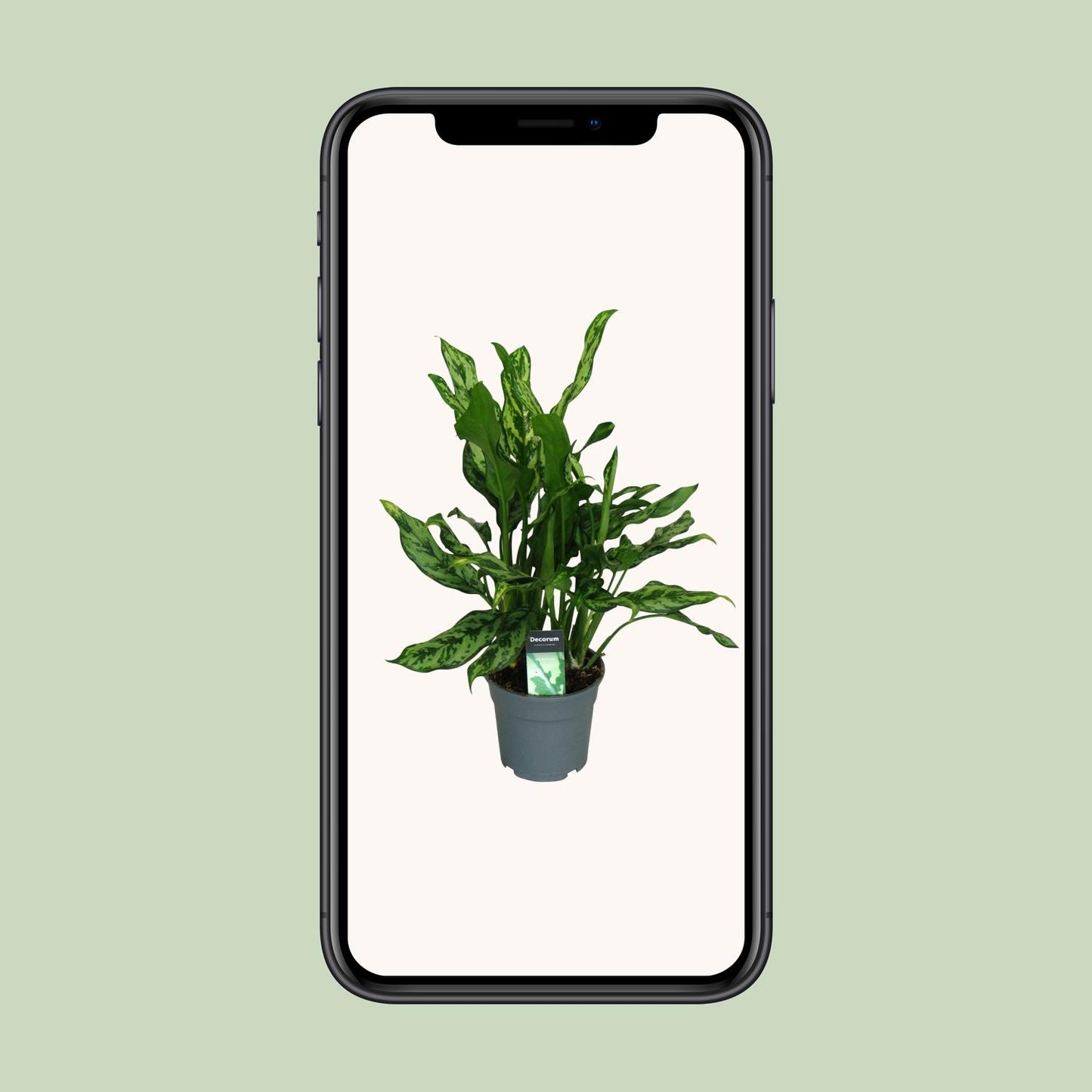 Aglaonema Maria – Pflegeleichte Zimmerpflanze Ø17cm