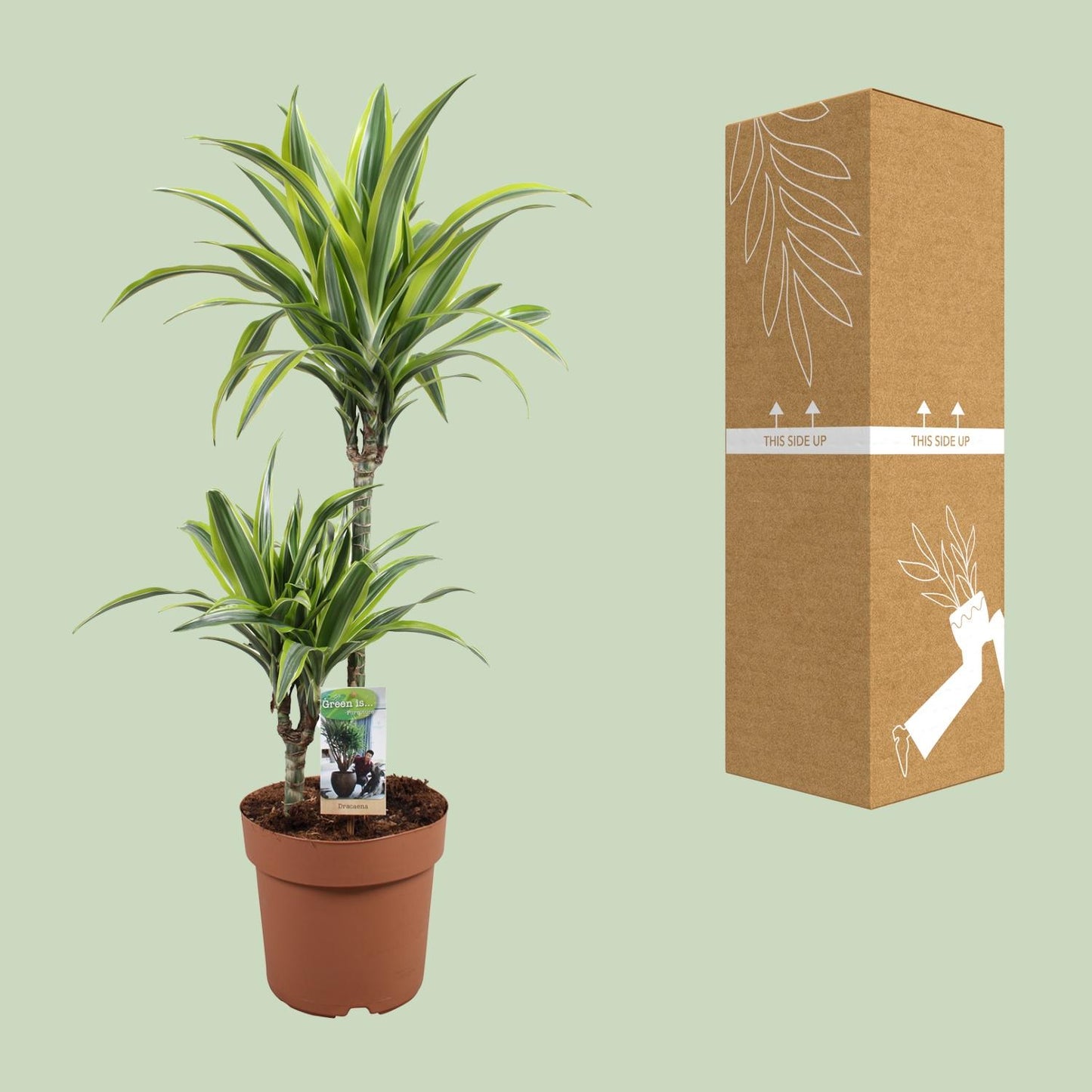 Drachenbaum Lemon Lime – 90 cm pflegeleichte Zimmerpflanze