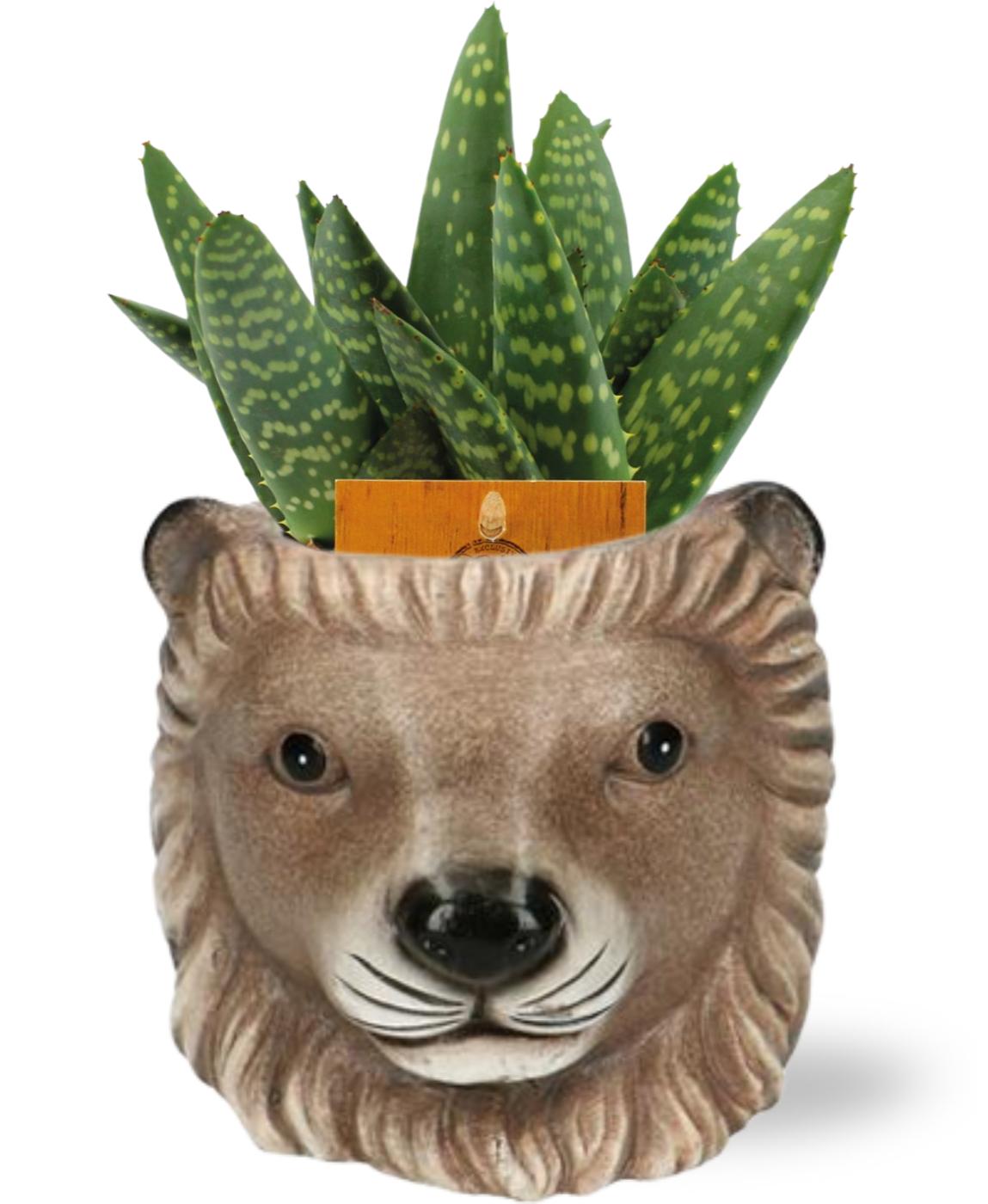 Aloe Paradisicum mit Leeuw Übertopf – Pflegeleicht & Modern