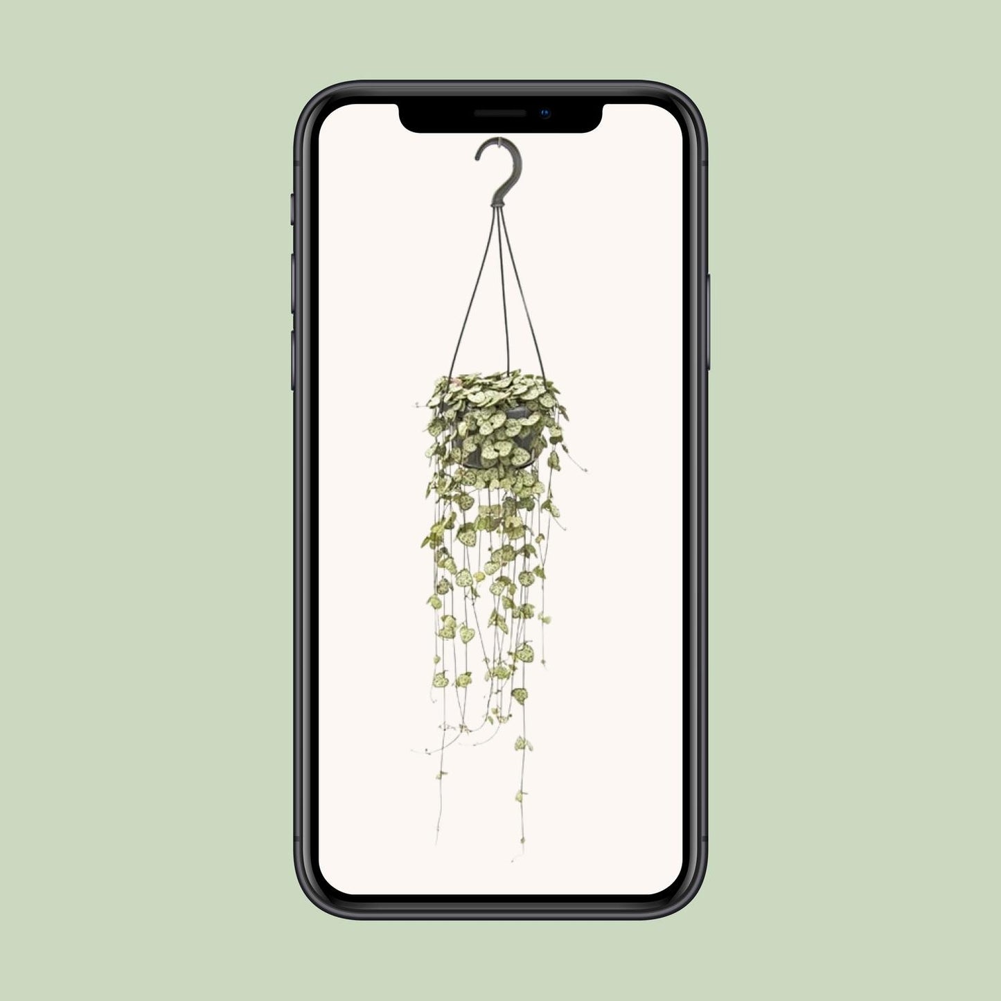 Ceropegia Woodii Hängepflanze Ø14cm, 50cm Länge