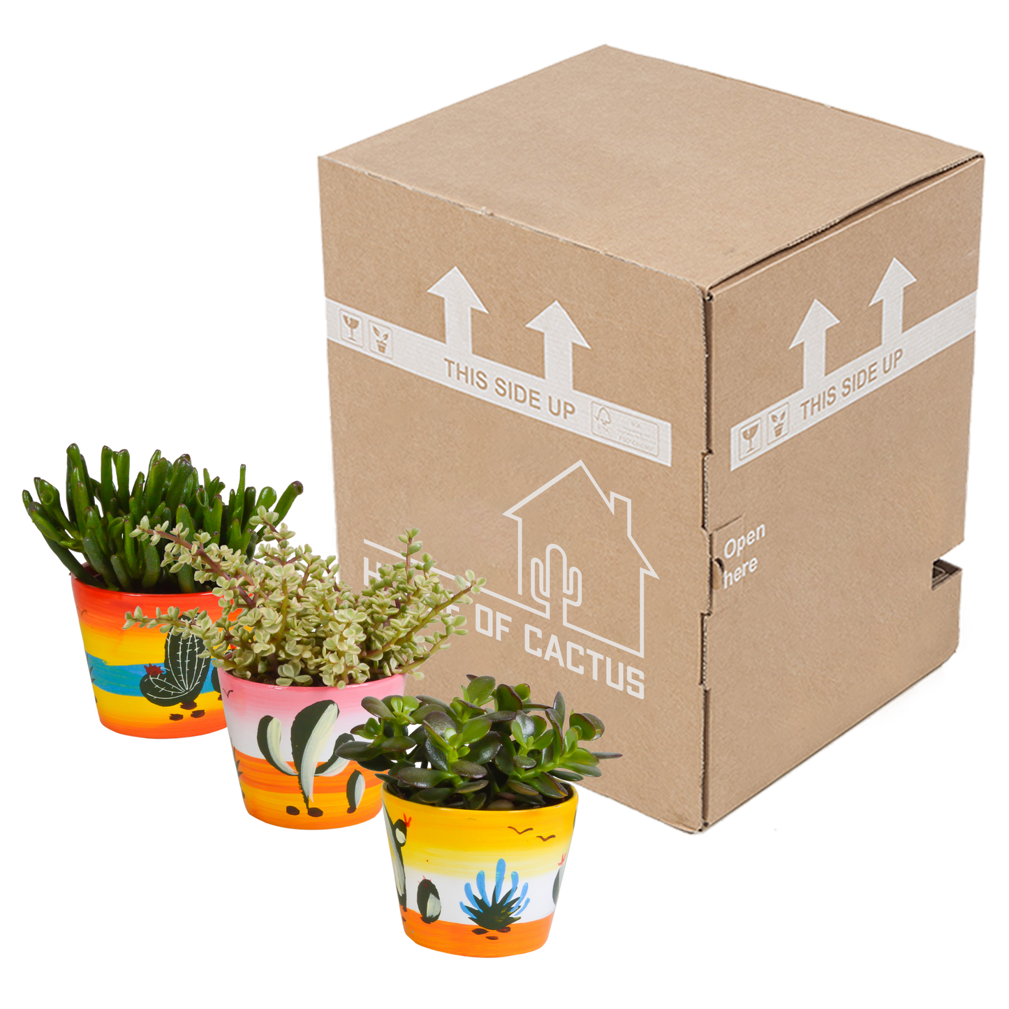 Crassula Sukkulenten 3er Set im Mexikanischen Topf 10,5 cm