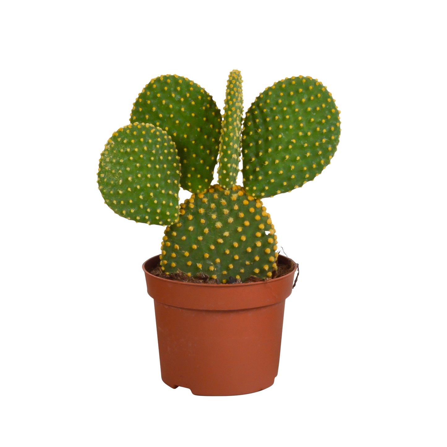 Opuntia microdasys – Pflegeleichter Micky-Maus-Kaktus 12 cm