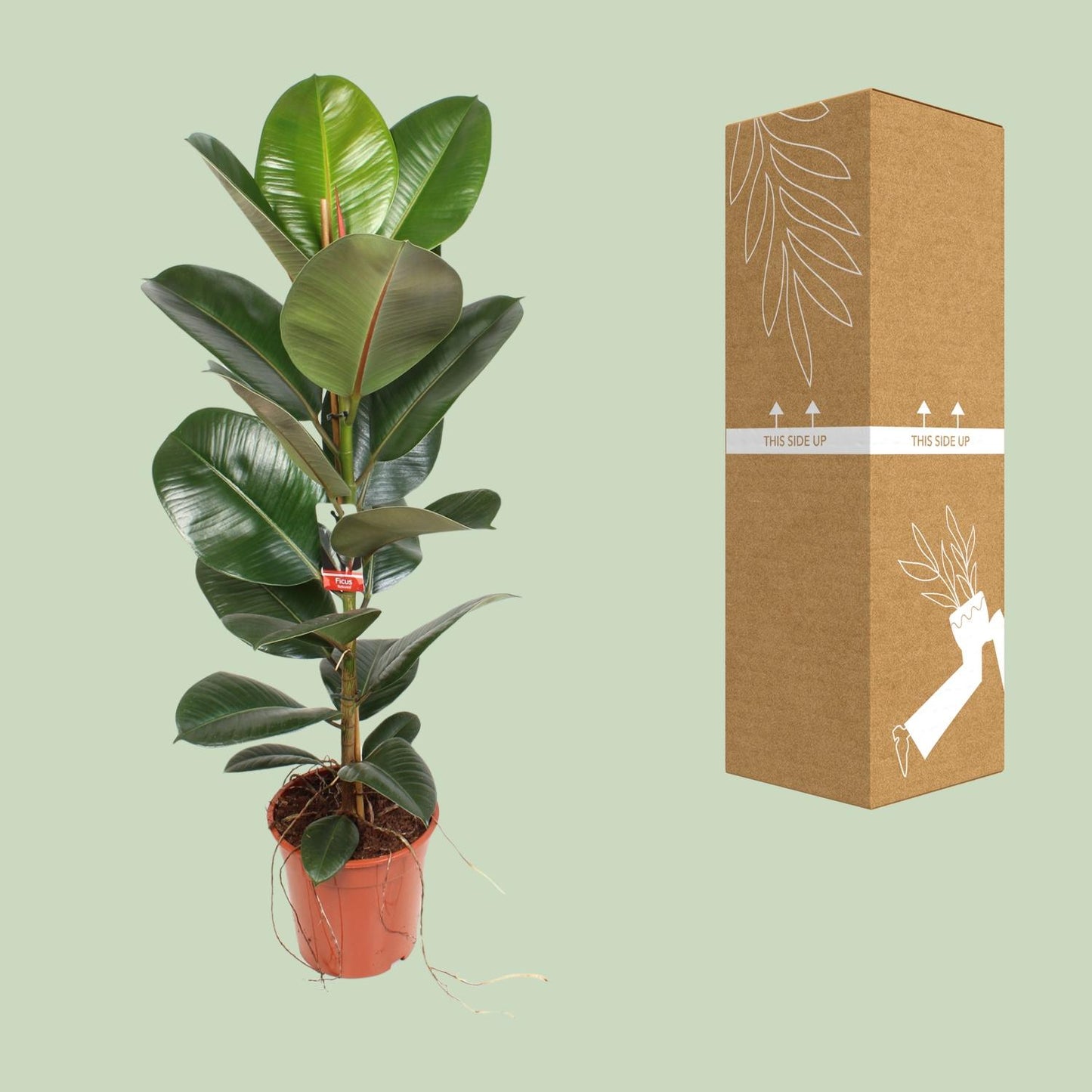Ficus Elastica Robusta – Pflegeleichte Zimmerpflanze Ø21 cm