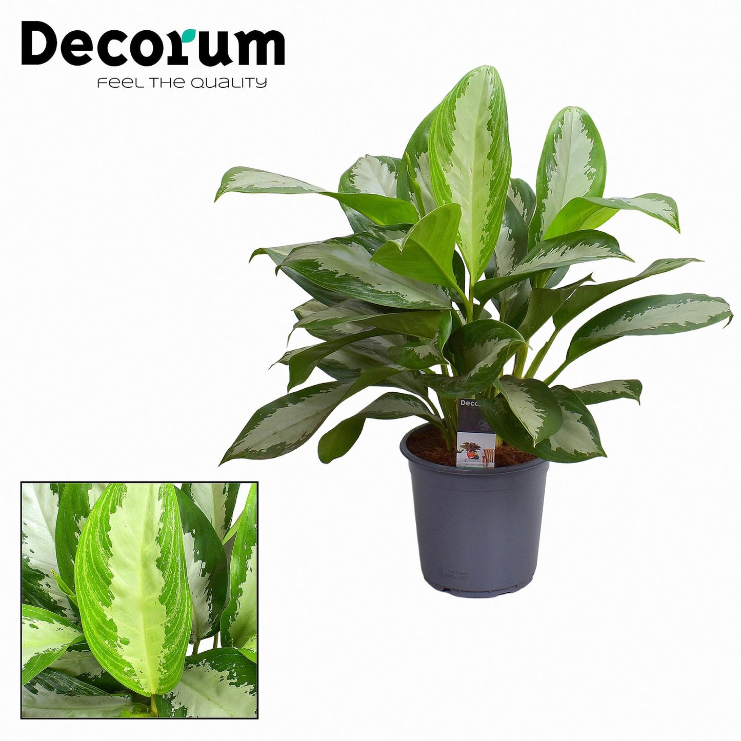 Aglaonema Diamond Bay – Pflegeleichte Trendpflanze Ø21cm