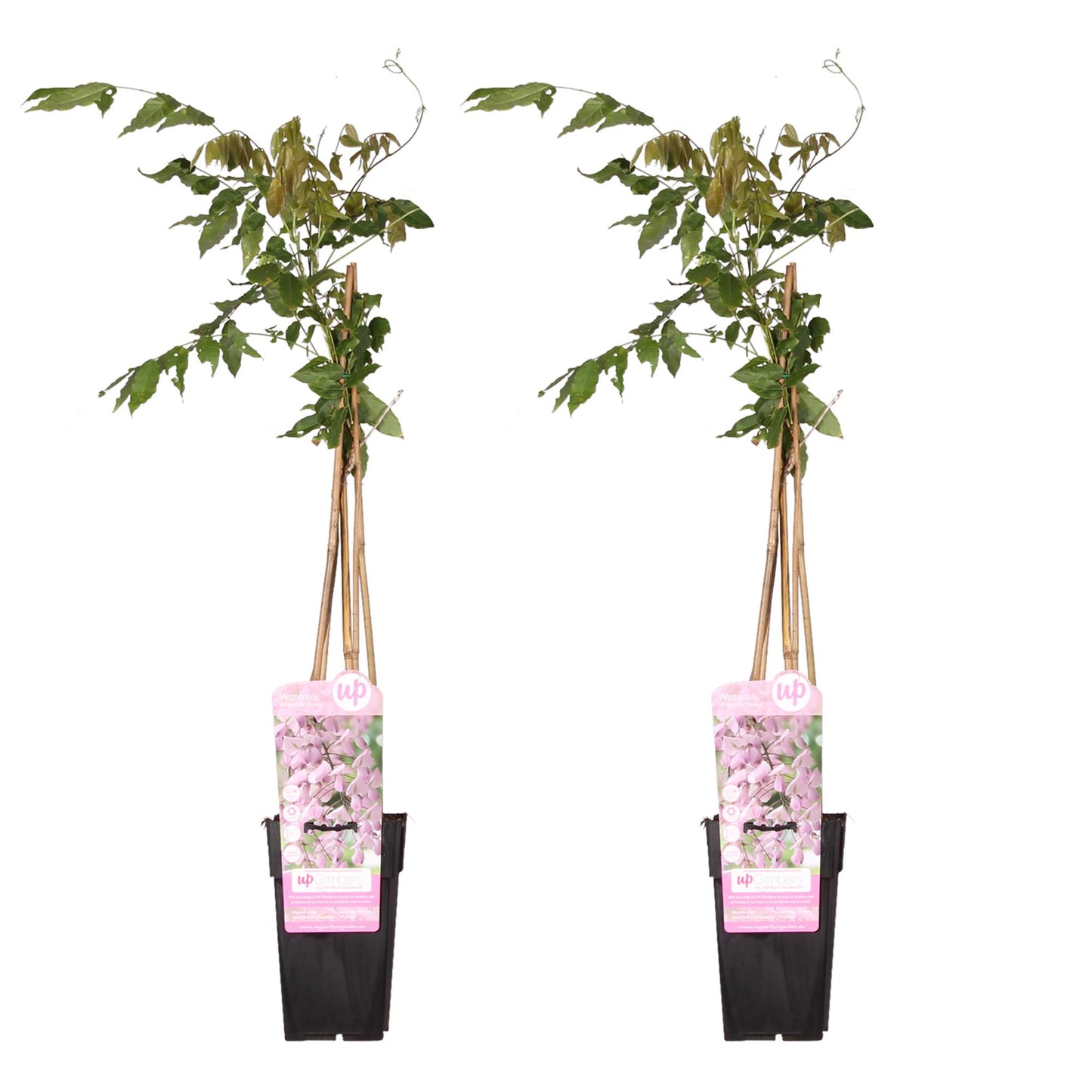 2x Wisteria floribunda 'Rosea' – Rosa blühende Kletterpflanze Ø15cm