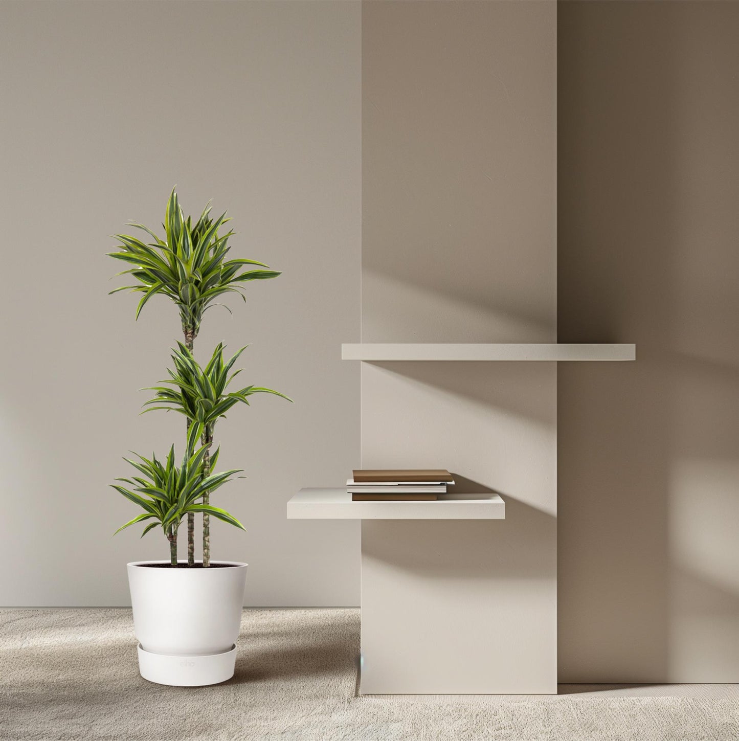 Dracaena Lemon Lime – Pflegeleichte Zimmerpflanze 130 cm