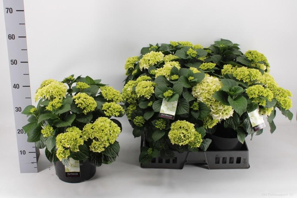 Endlose Hortensie Ø23cm – Blühende Zimmerpflanze