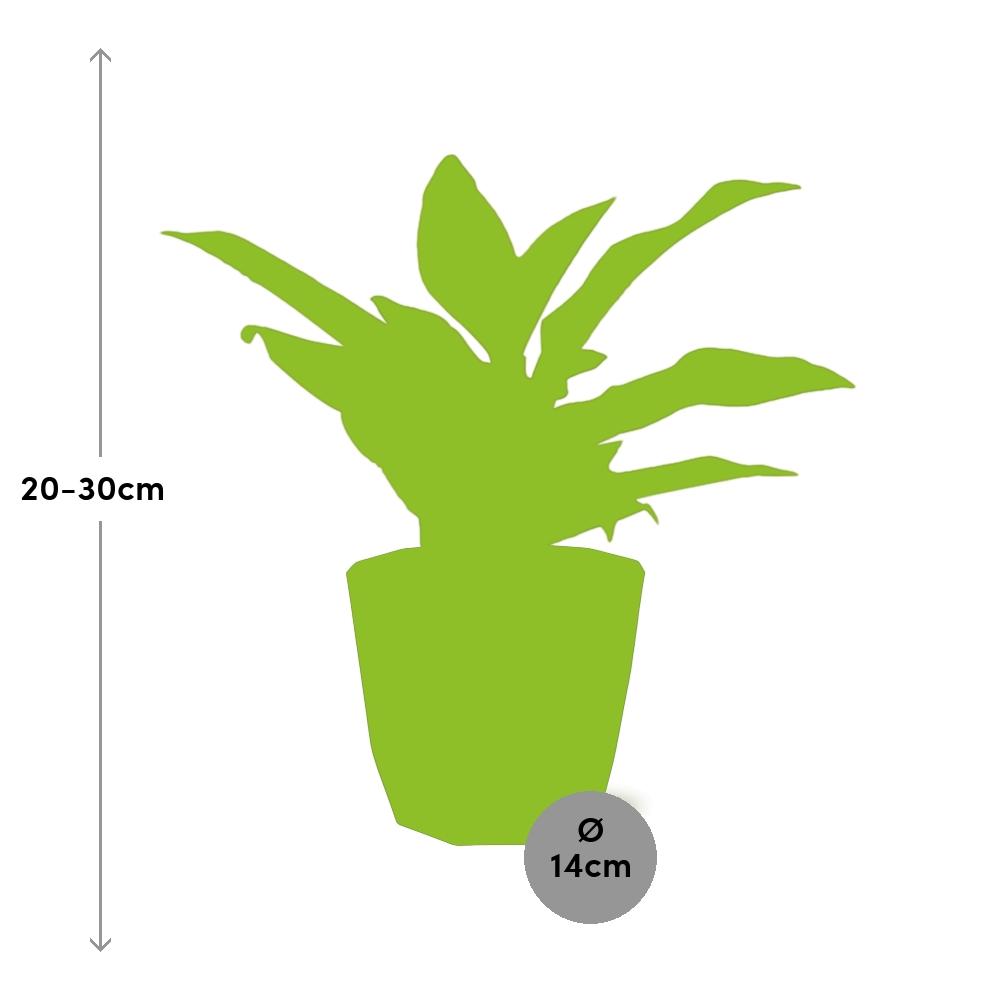 Aglaonema Crete – Pflegeleichte Zimmerpflanze 14cm