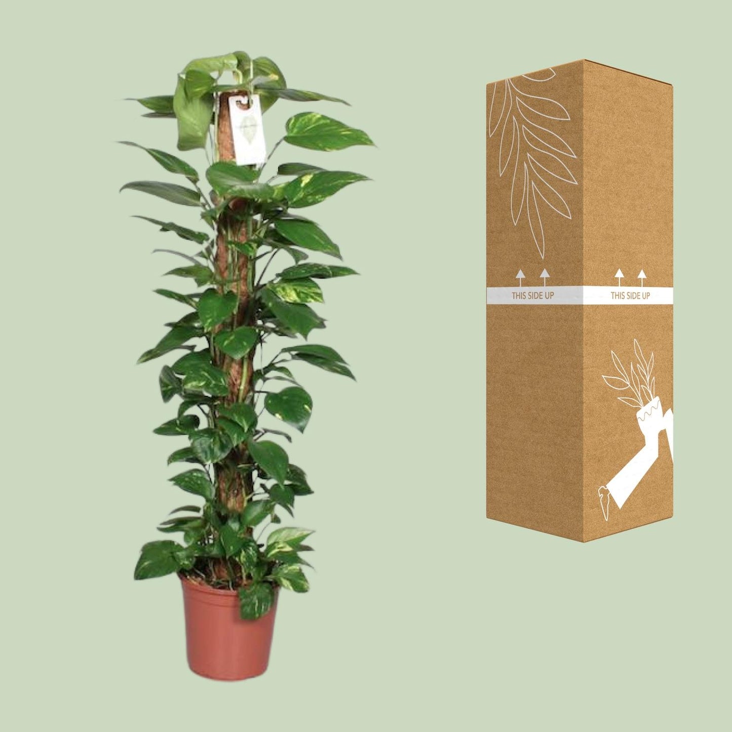 Epipremnum Pinnatum Mosstok – Pflegeleichte Kletterpflanze 120 cm