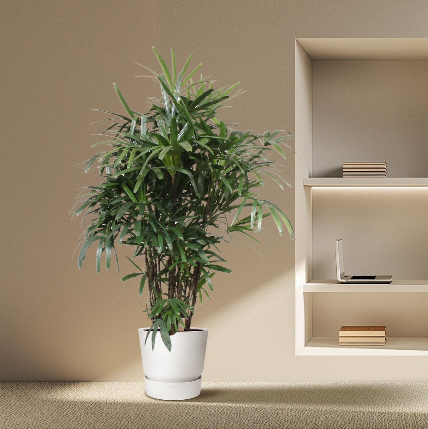 Rhapis Excelsa Damenpalme – 190 cm, ø40 cm