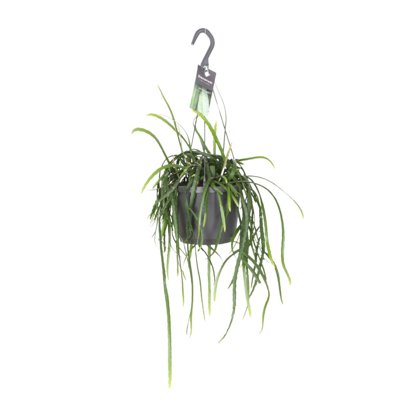 Lepisium Bolivianum Kaktus Ø17cm, Höhe 40cm – Pflegeleicht & Robust