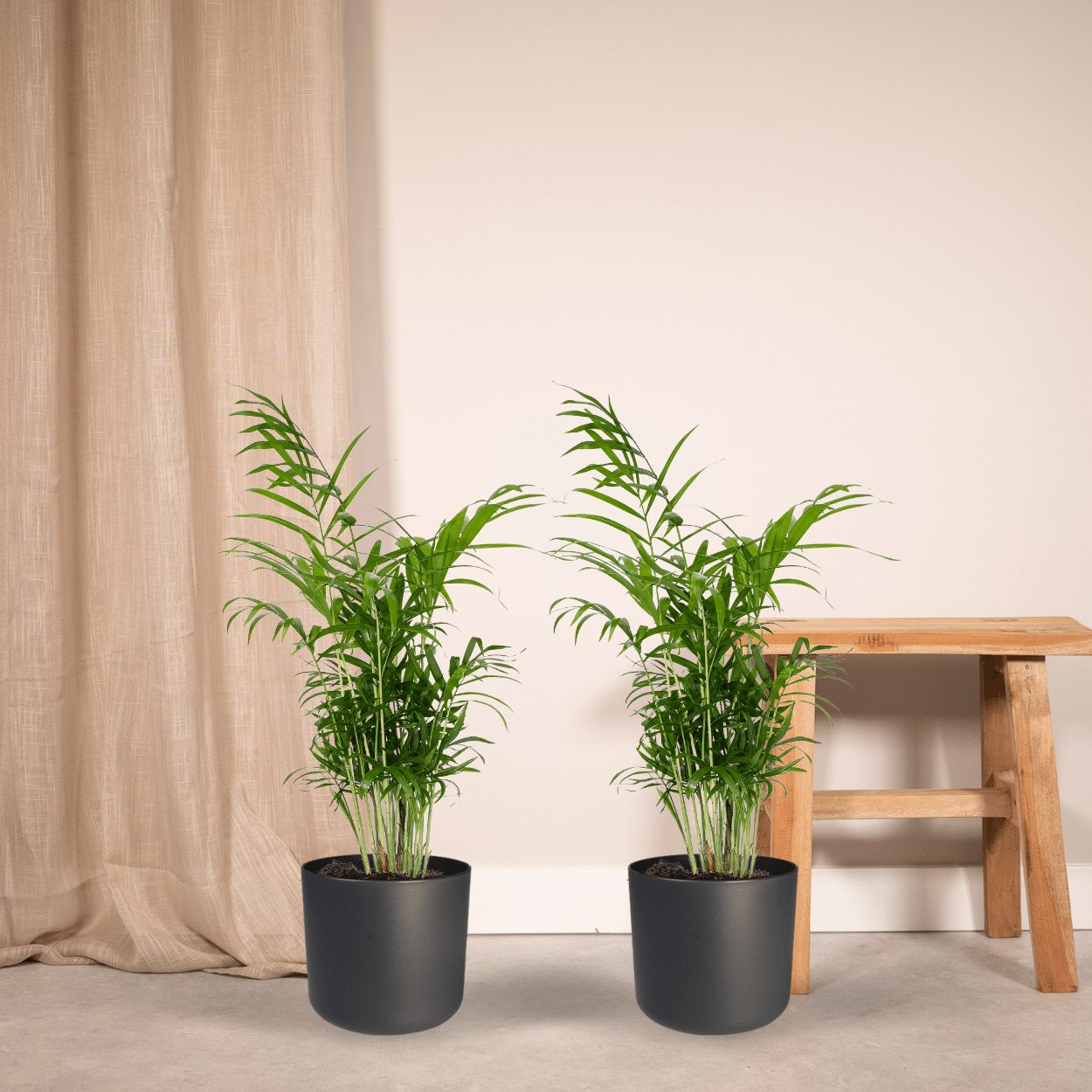 Chamaedorea Elegans – Mexikanische Bergpalme 2er-Set Ø17cm