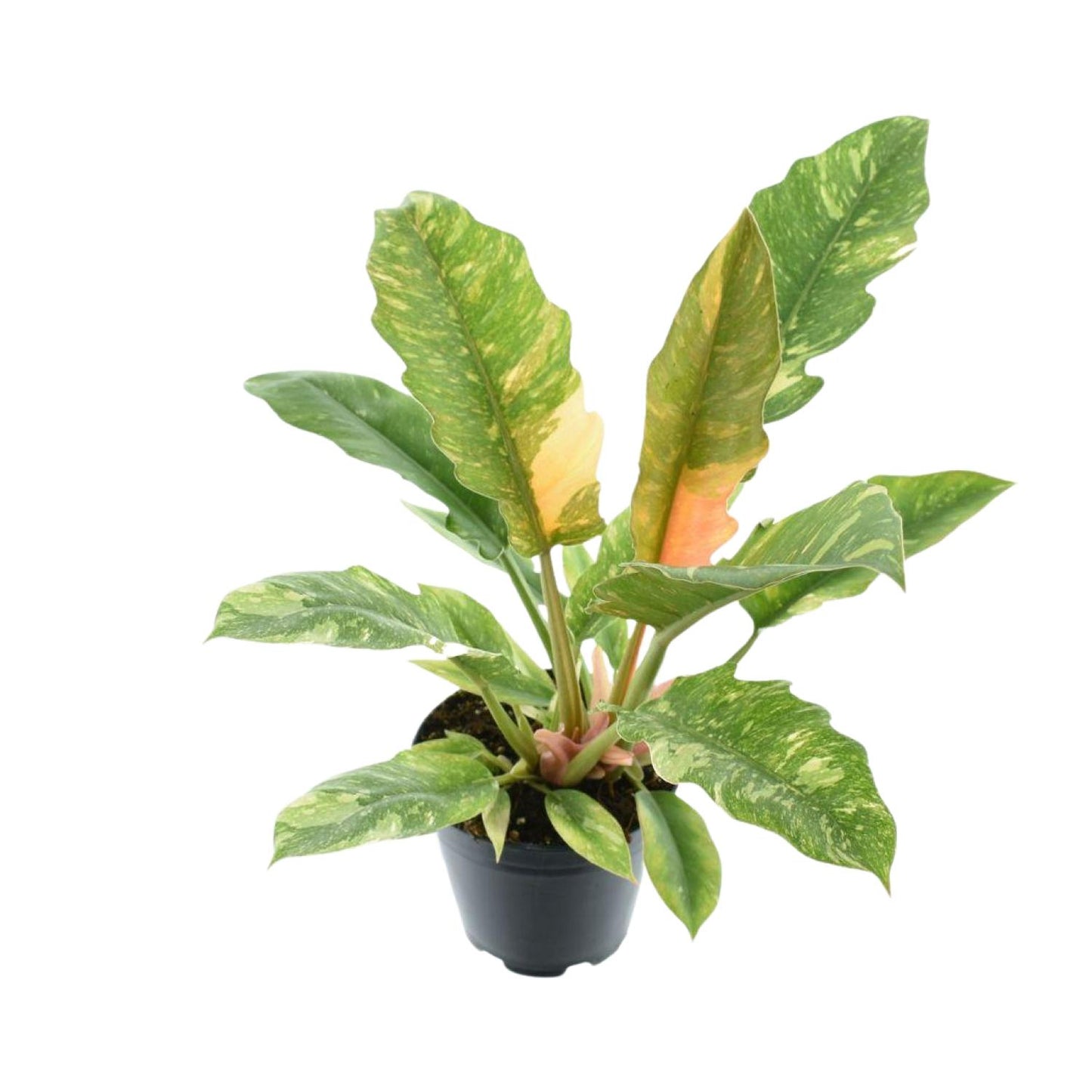 Philodendron Ring of Fire – Exotische, pflegeleichte Zimmerpflanze Ø14cm