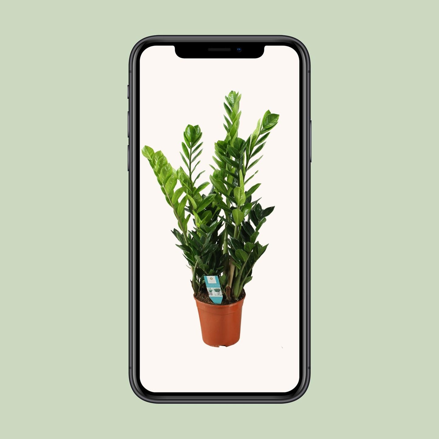 Zamioculcas – Pflegeleichte luftreinigende Zimmerpflanze Ø21cm