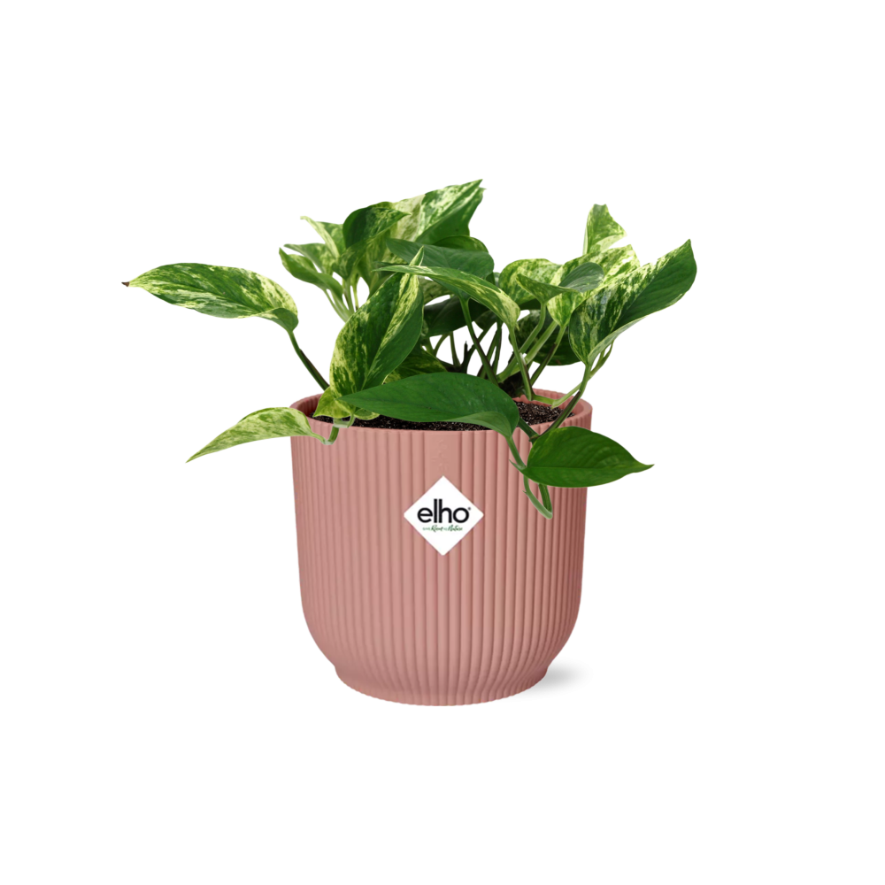 Scindapsus Marble Queen in ELHO Vibes Fold 14cm rosa