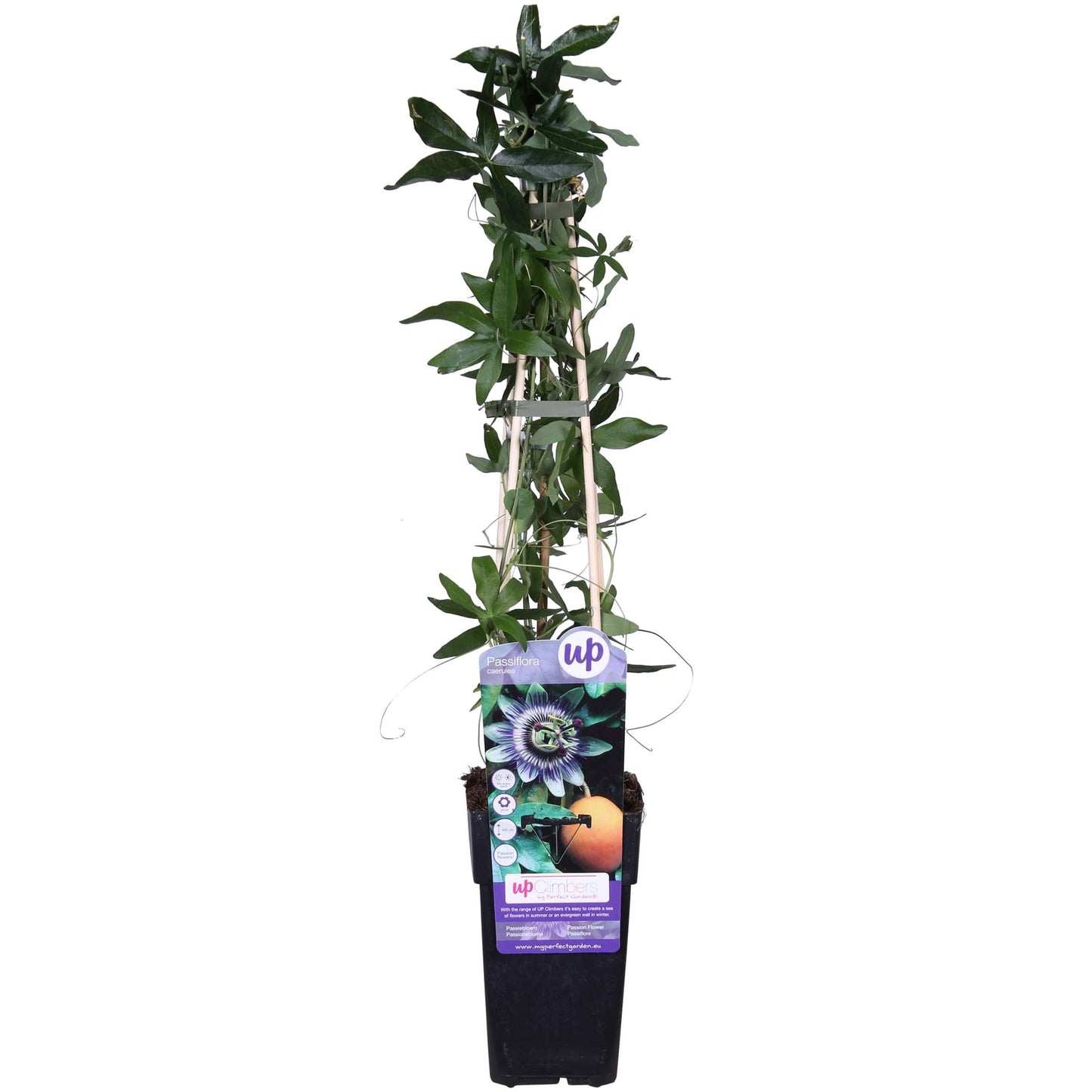 Passiflora caerulea – Winterharte Kletterpflanze Ø15cm