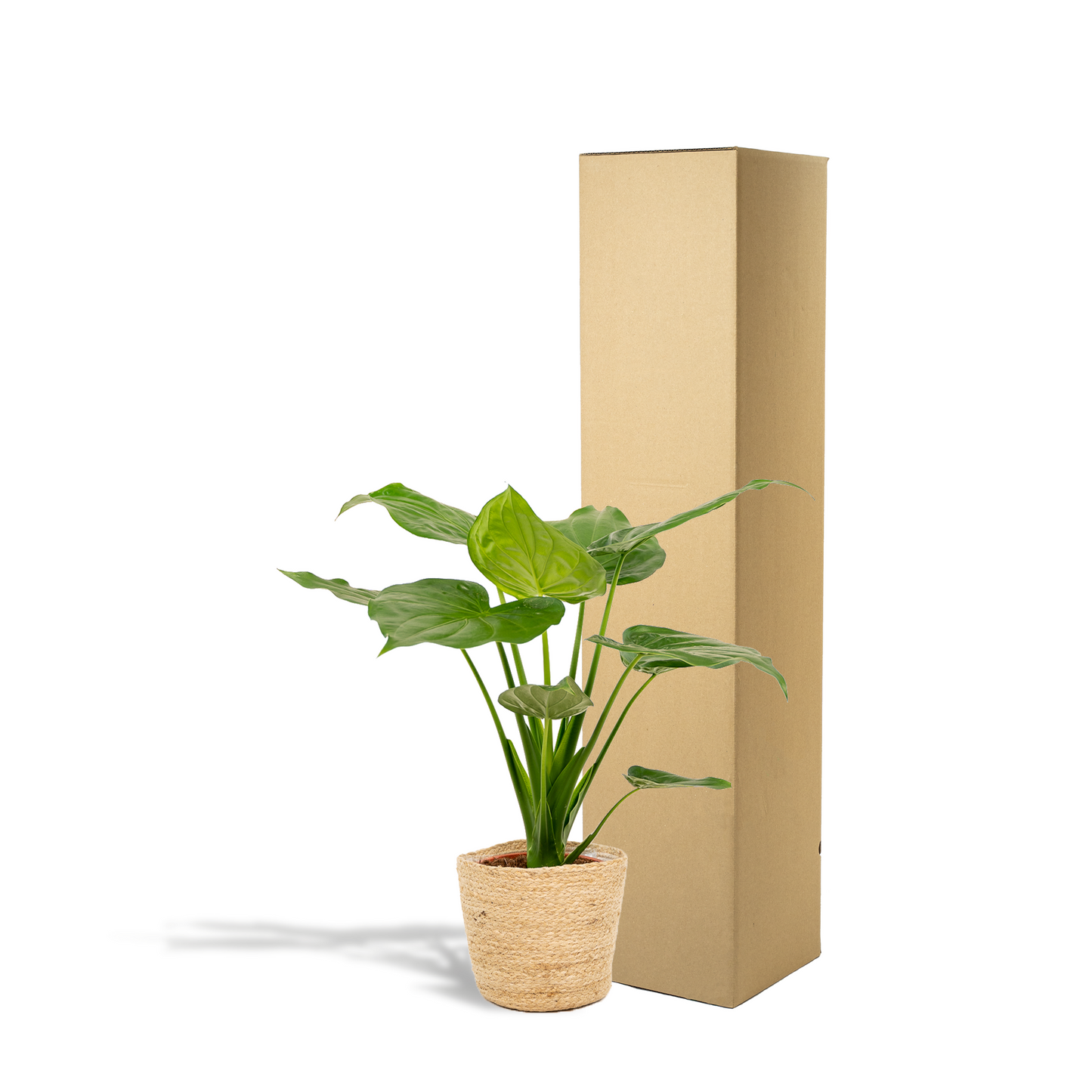 Elefantenohr 'Cucullata' – Tropische Zimmerpflanze 65 cm mit Korb