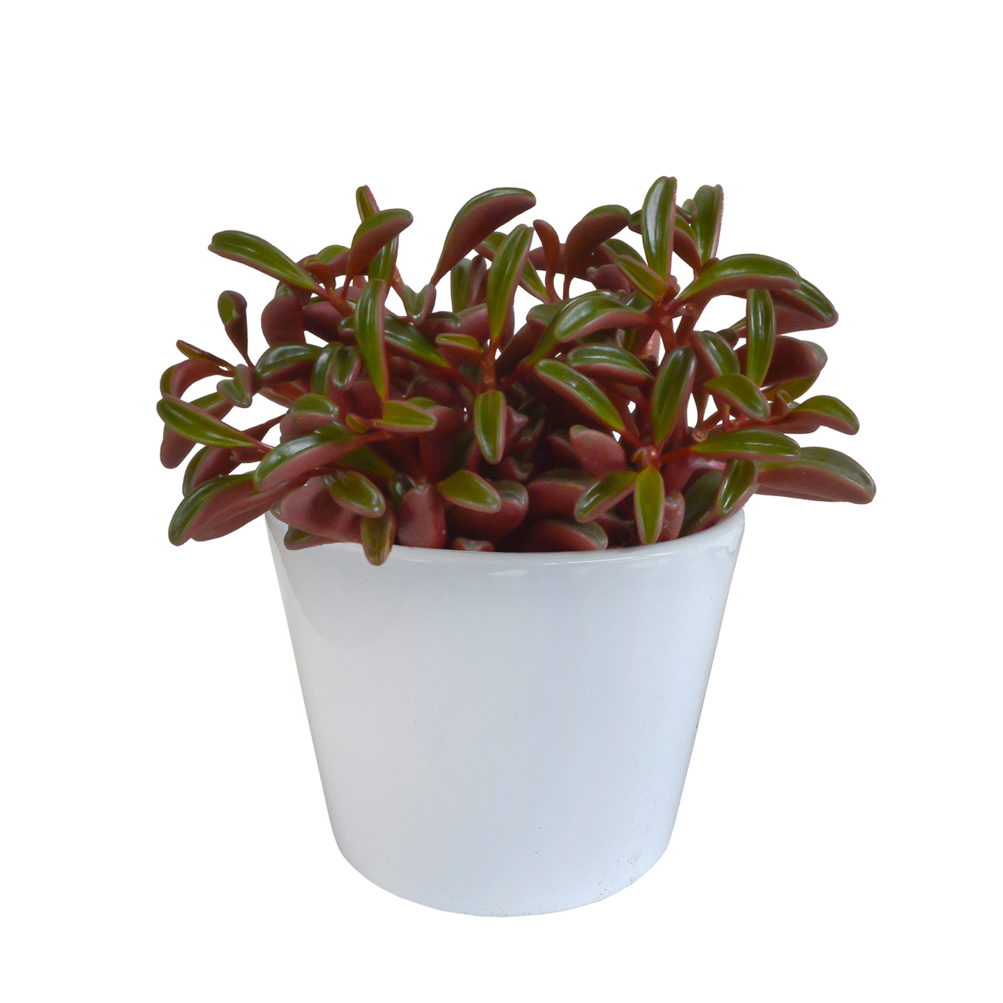 Peperomia graveolens – pflegeleichte Zimmerpflanze im weißen Topf