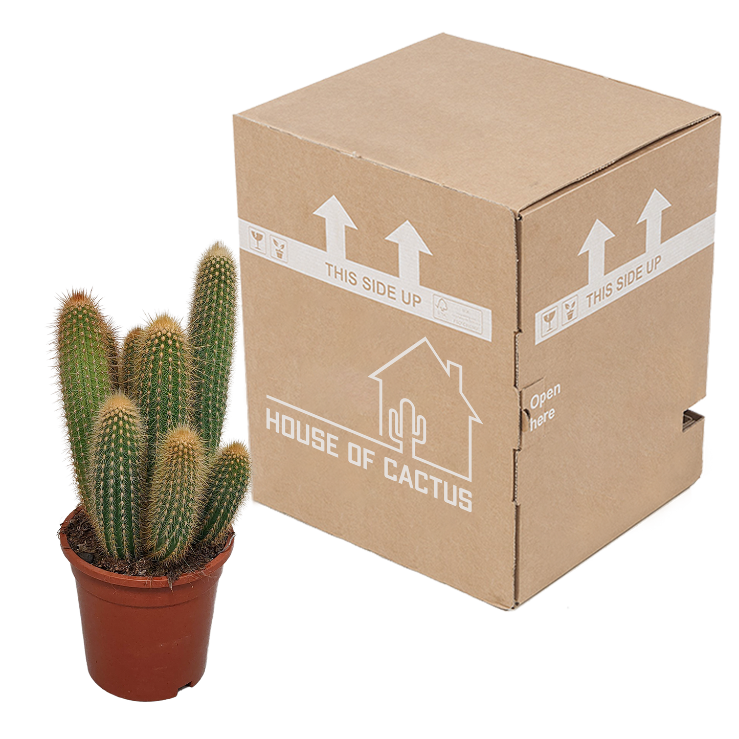 Vatricania Guentheri Säulenkaktus 17 cm – ohne Topf