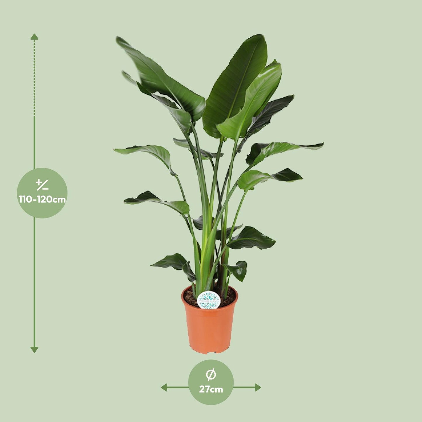 Strelitzia Nicolai – Exotische Paradiesvogelblume Ø27cm, ca. 140cm