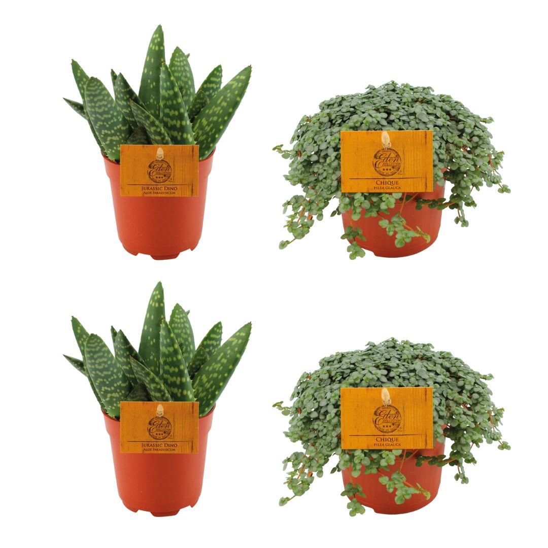 4er Set Aloe Paradisicum & Pilea Glauca – Ø 10,5 cm