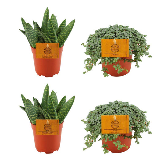 4er Set Aloe Paradisicum & Pilea Glauca – Ø 10,5 cm