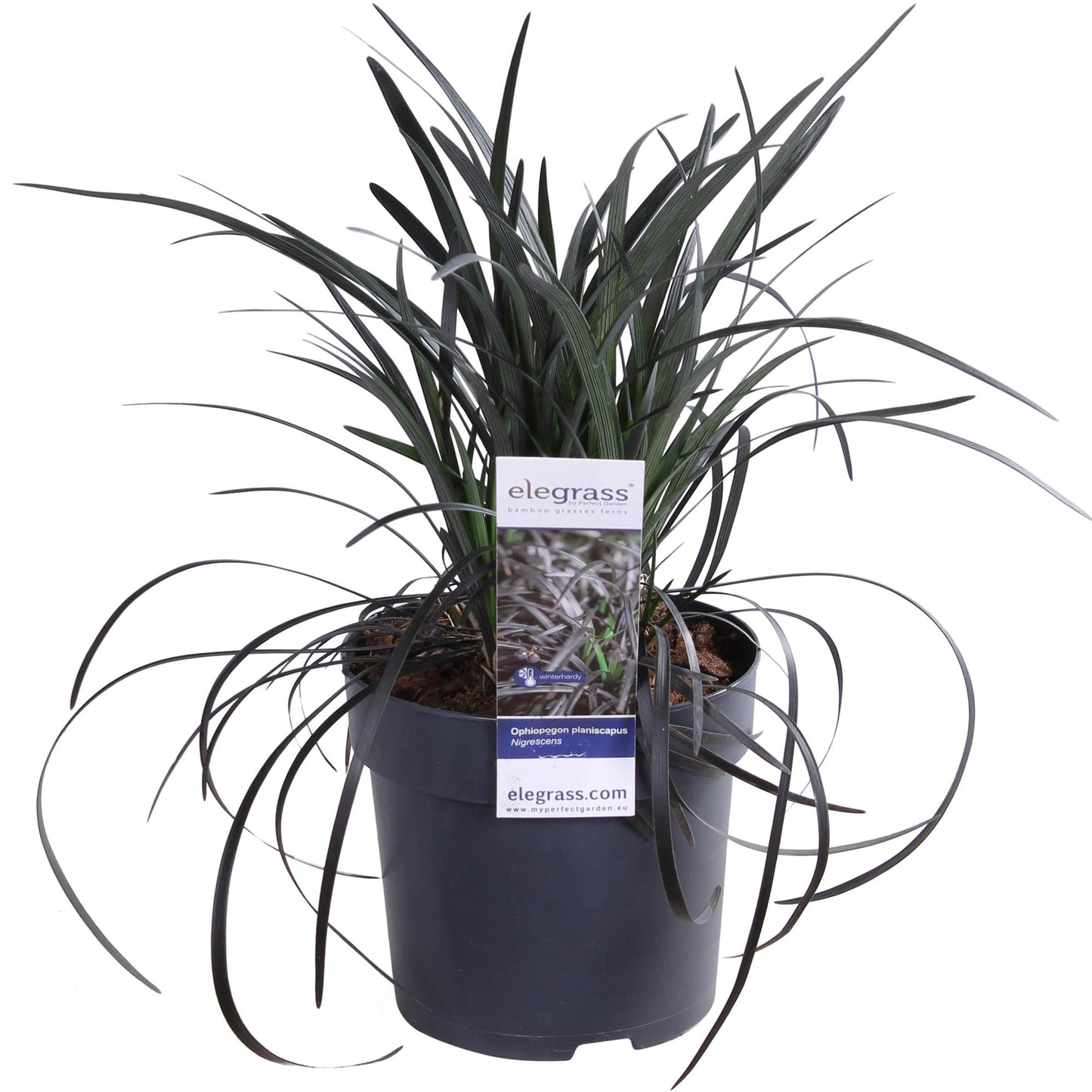 Ophiopogon planiscapus Nigrescens – Schwarzes Ziergras Ø14cm