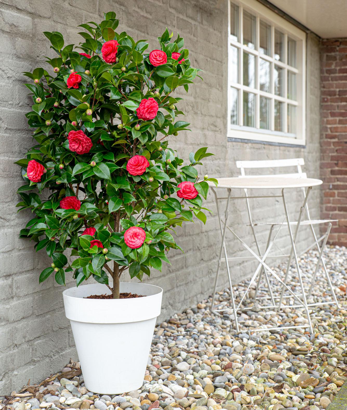 Camellia japonica 'Black Lace' – Immergrüner Strauch Ø19cm