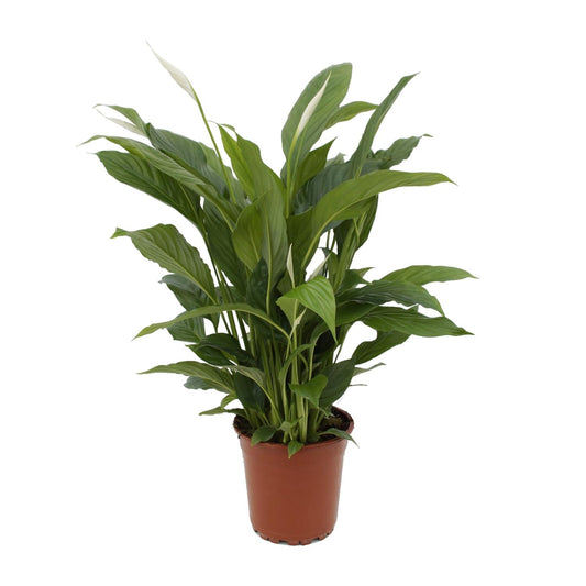 Spathiphyllum Torelli – Friedenslilie Ø17cm, ca. 65cm hoch