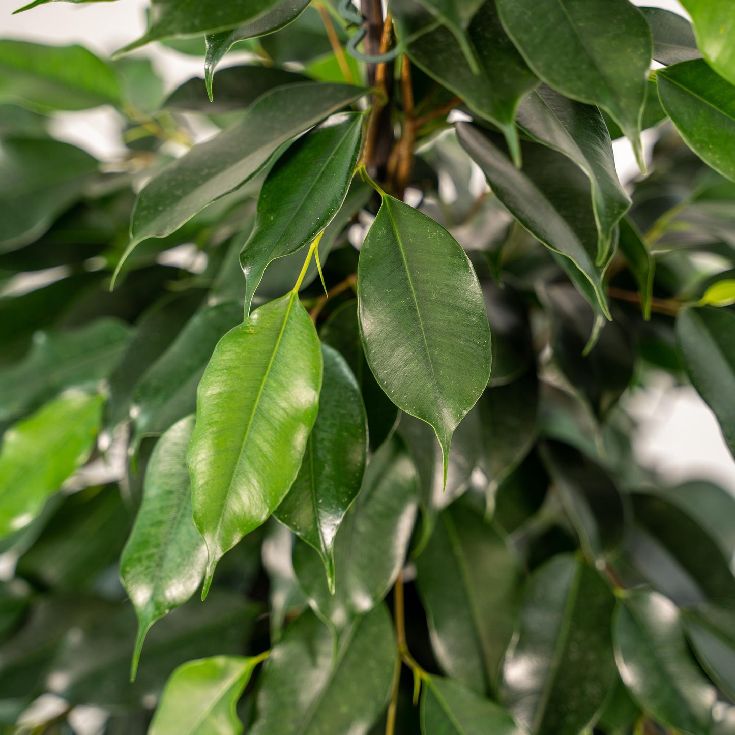 Ficus benjamina Danielle mit dekorativem Korb Ø21cm